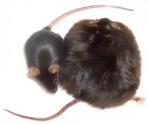 fat and skinny rats from the omega 7 experiment discussed on Dr Oz